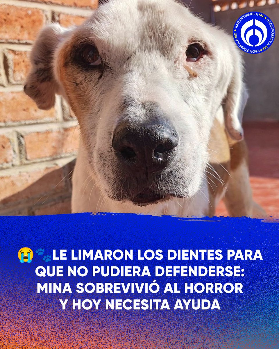 💔🐶 Una historia que rompe el corazón: A Mina le limaron los dientes para usarla como “sparring” en peleas 😭

⚠️ Sobrevivió… pero las secuelas siguen🙏 Hoy necesita apoyo para seguir luchando

Más detalles en Radio Fórmula: radioformula.com.mx/cdmx/le-limaro…