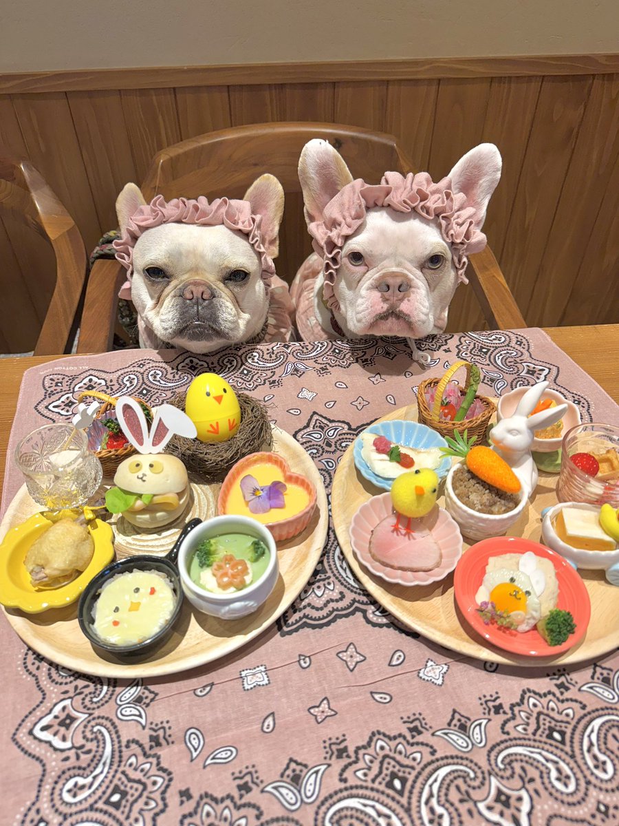 toshiki☆ フレブル♡クー🐽＆ラブリー🐽🐽 tweet media