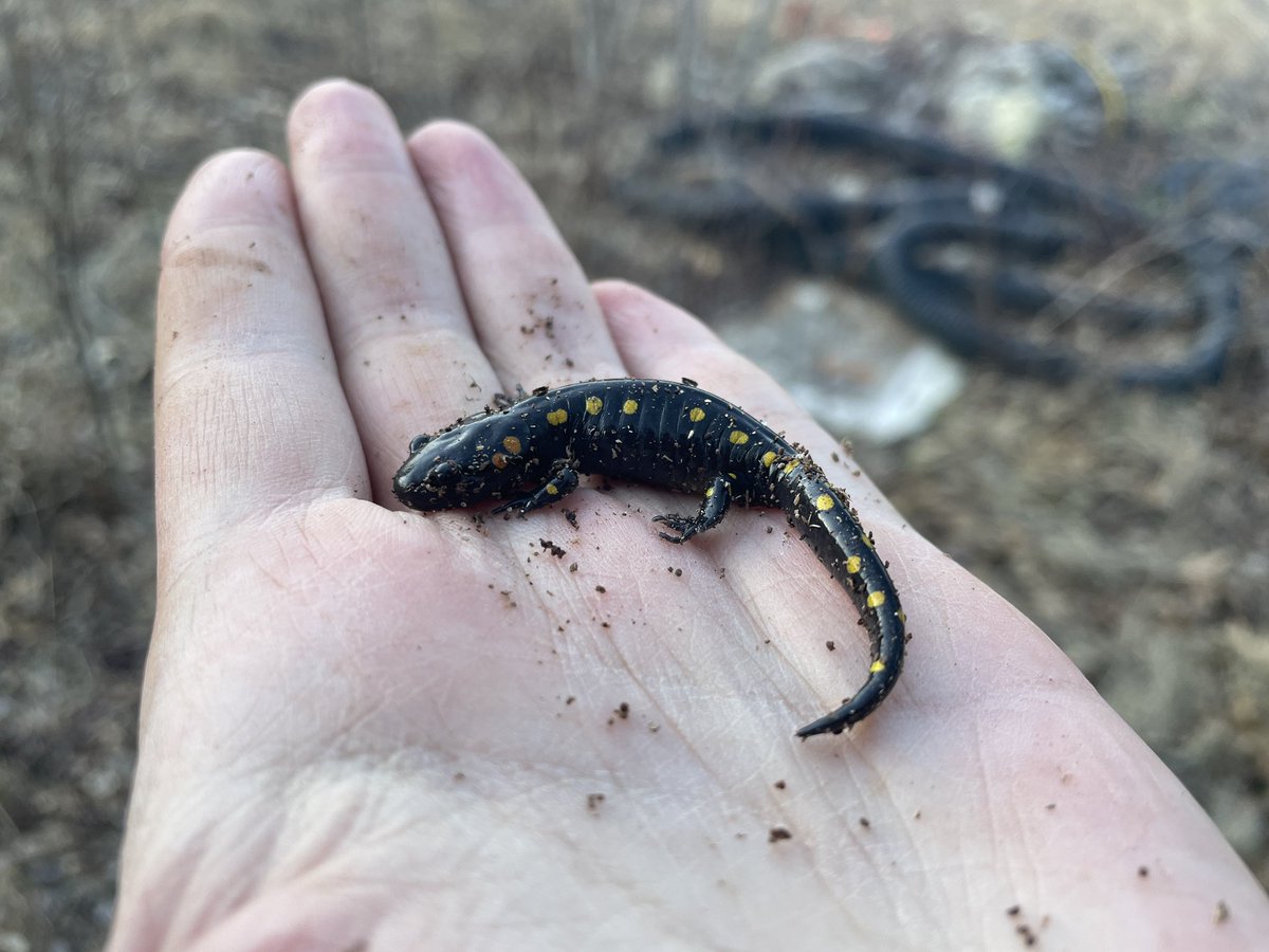 Pintsen Jin tweet media