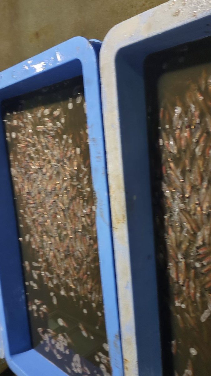 えびよね（蛯米水産加工）塩辛🦑🖤富山 tweet media