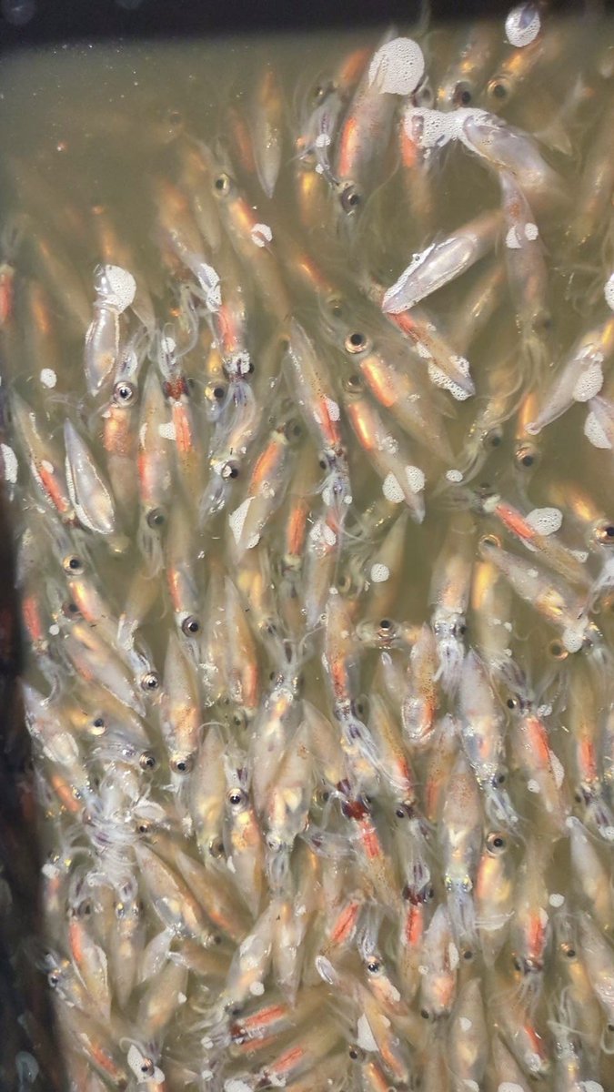 えびよね（蛯米水産加工）塩辛🦑🖤富山 tweet media