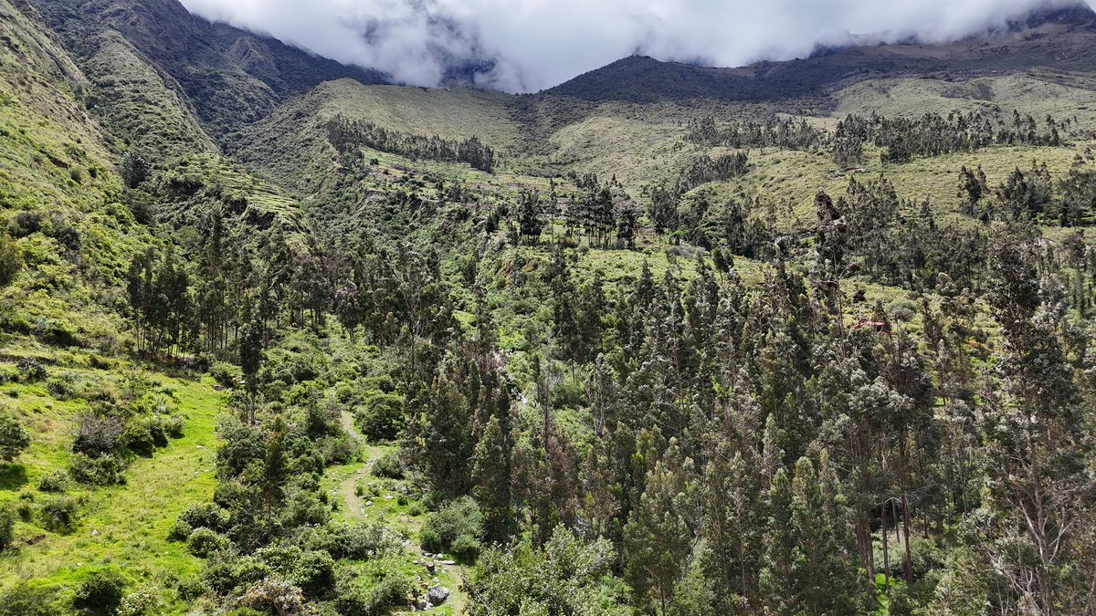 MinamPeru's tweet photo. 💜🌱 #UnMillónDeÁrboles | Juventud que inspira acción por el ambiente

#NotaDePrensa | En el Santuario Histórico de Machupicchu, la ministra del Ambiente, Nelly Paredes, reconoció a @bts_peru por su compromiso y participación en la jornada de reforestación de un millón de árboles en el Santuario Histórico de Machupicchu. 🌿✨

Con su energía, organización y ganas de sumar, demostraron que la unión puede generar un impacto real por el ambiente 💪🌍 y que los jóvenes tienen un rol clave en construir un futuro mejor.

🙌 Sigamos creciendo juntos y sembrando vida. 🫰