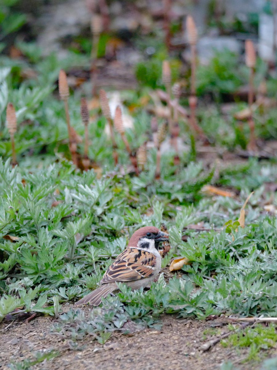 たーこいず☘️(•'ө'•)໒꒱ tweet media