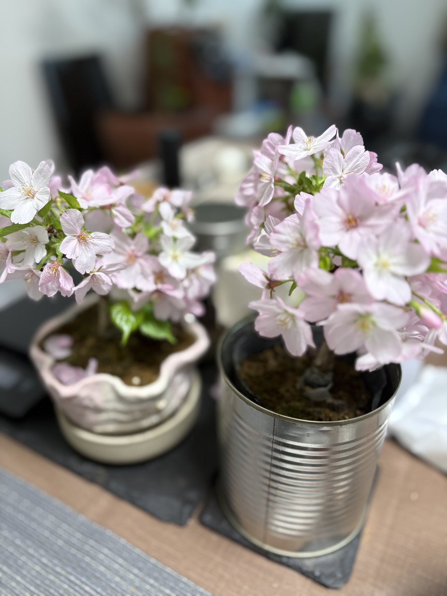 しのぶ@Ren.9632 tweet media