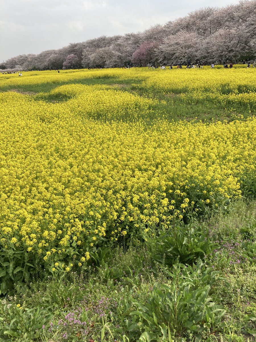Nanundo01's tweet photo. 昨日の幸手権現堂桜堤 https://t.co/Et1OfDp5WP