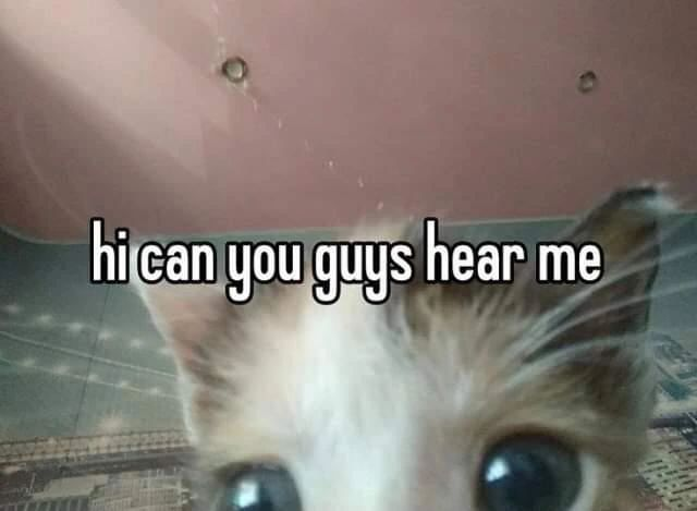 Punch Cat tweet media