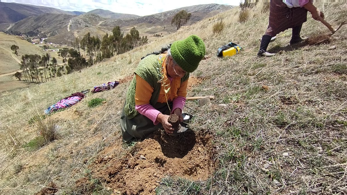 Reforest Trees tweet media