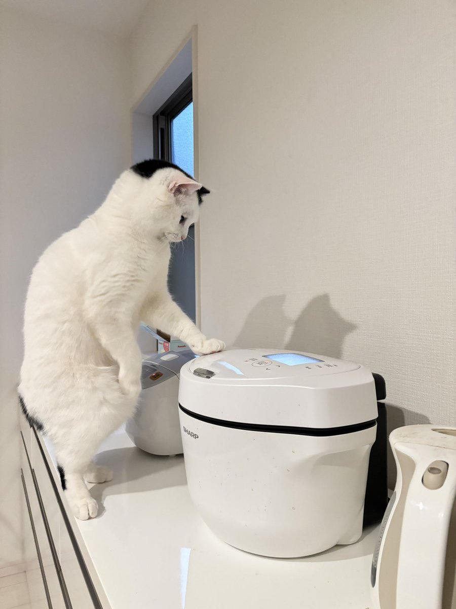 まつもとたける tweet media