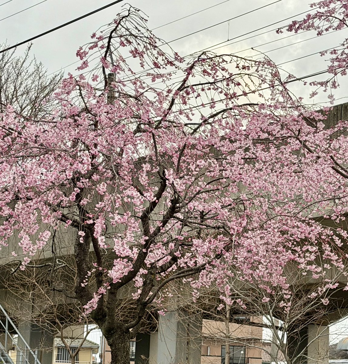 Ⓜ️家族.com🇵🇭超🇯🇵 tweet media