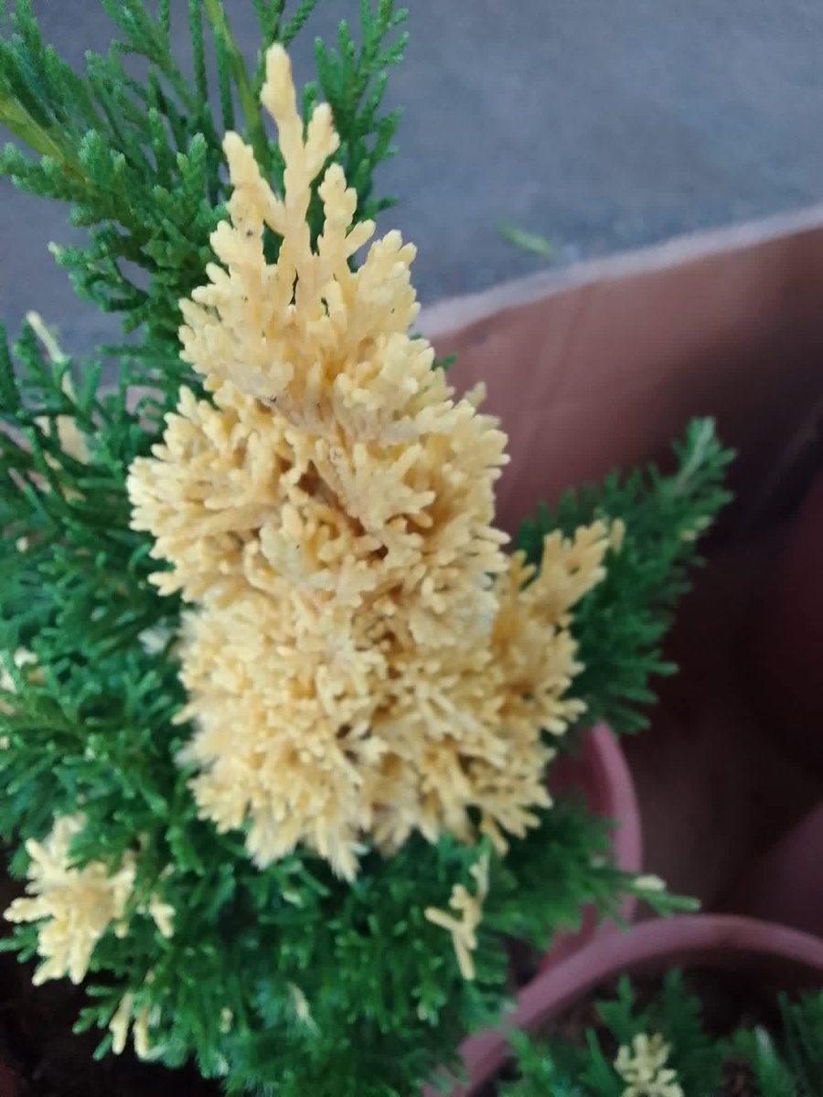 zombiemom tweet media