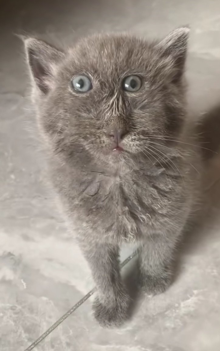 Pâté-De-Crabe🔻 tweet media