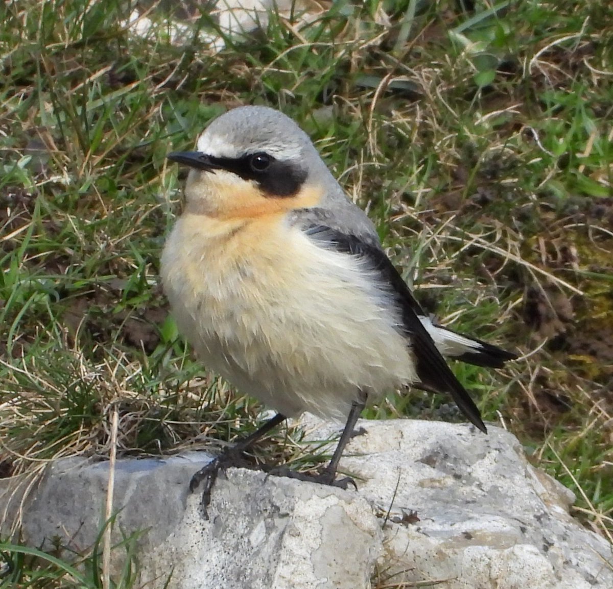 WychVille tweet media