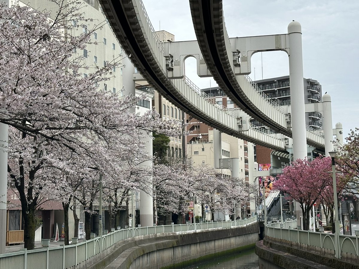 双巴 桜 tweet media