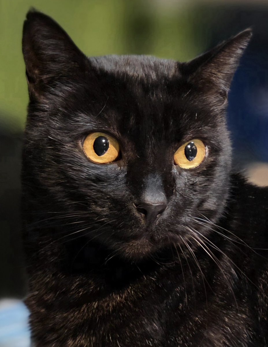 🇺🇲Idolmaker66🇺🇲 tweet media