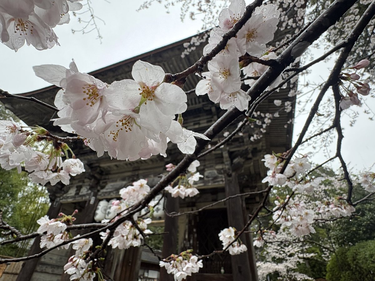 べんべん tweet media