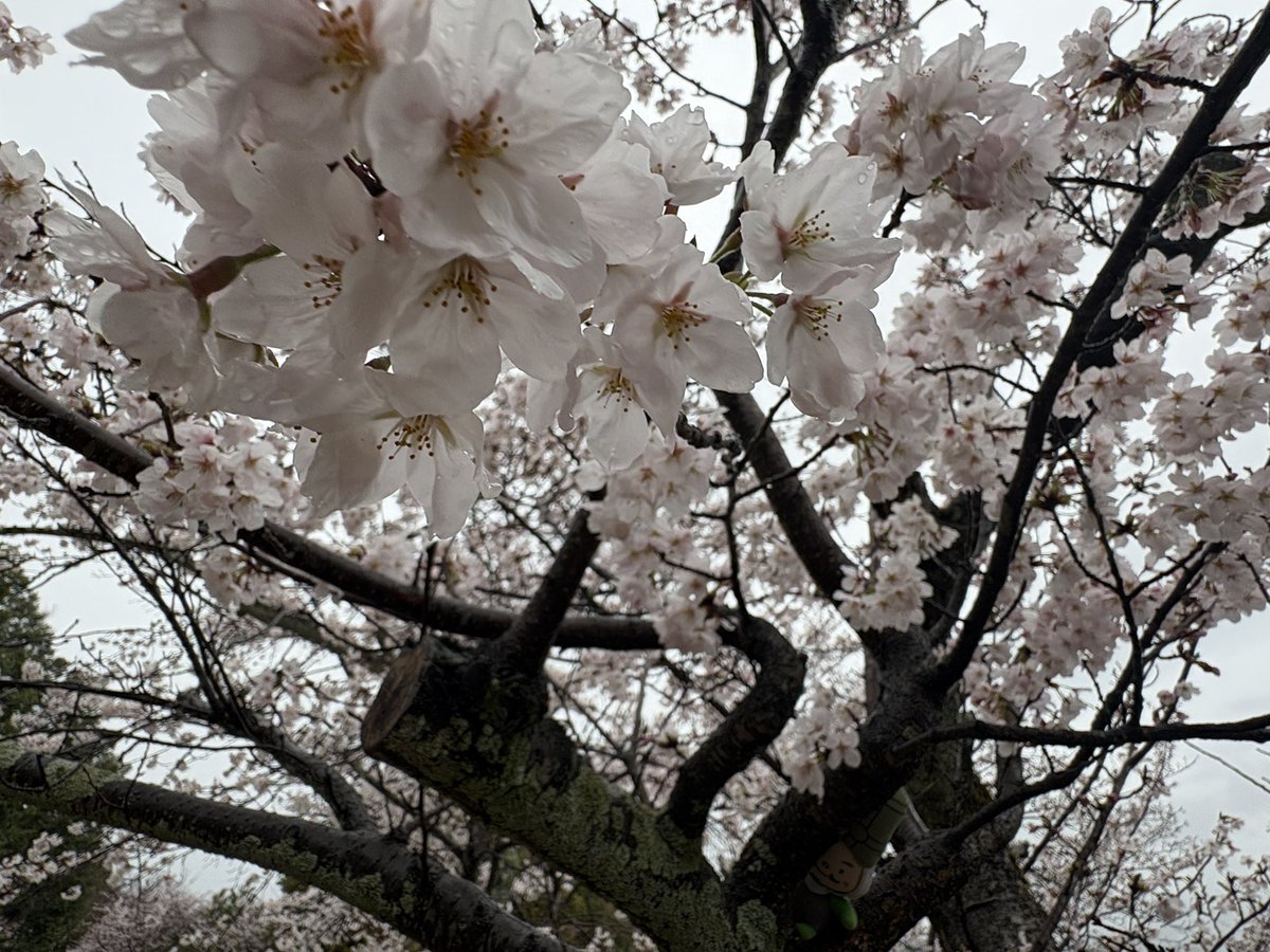 べんべん tweet media