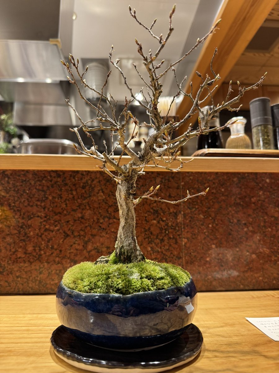 中華蕎麦とみ田 tweet media