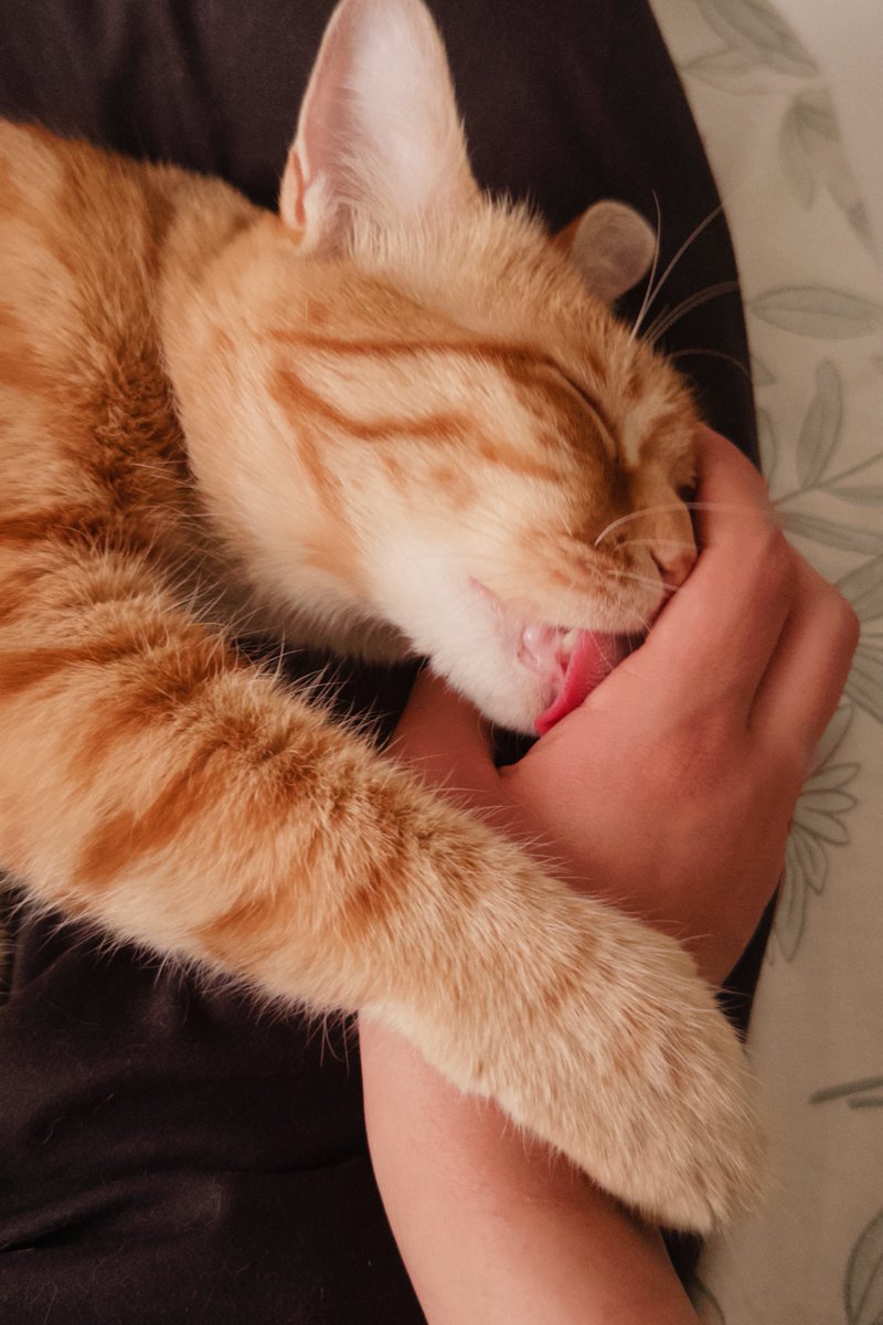 پرنسس. tweet media