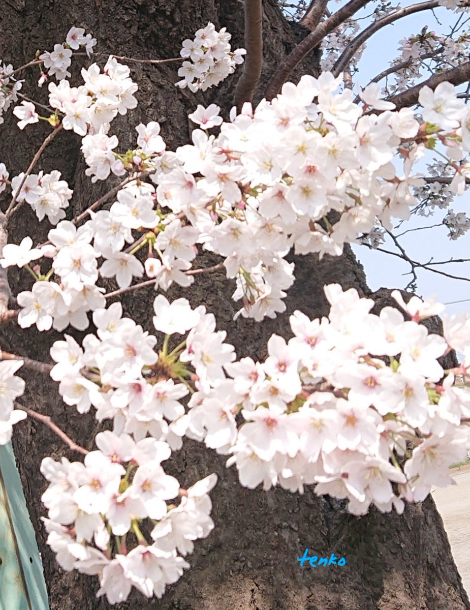 💙てんこ💙 tweet media