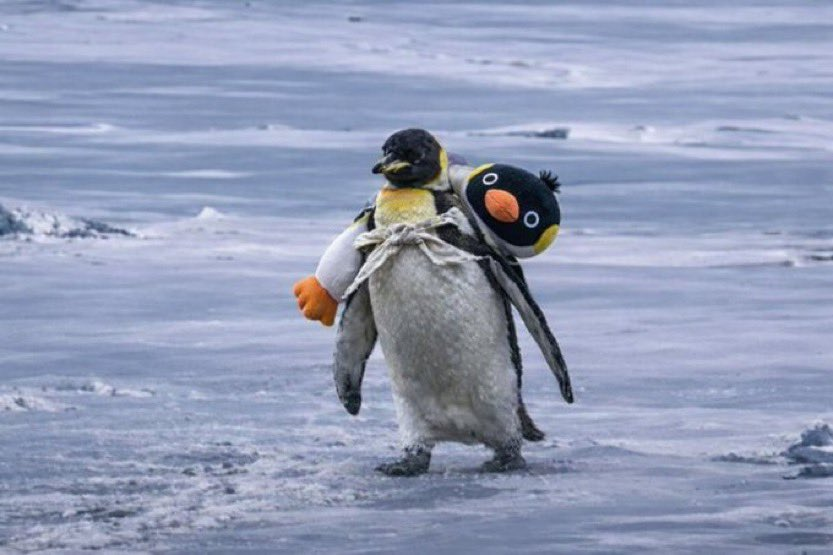 Fergison tweet media