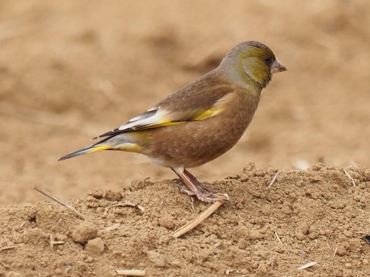 ねこどの（低浮上&土日ほぼ休み） tweet media