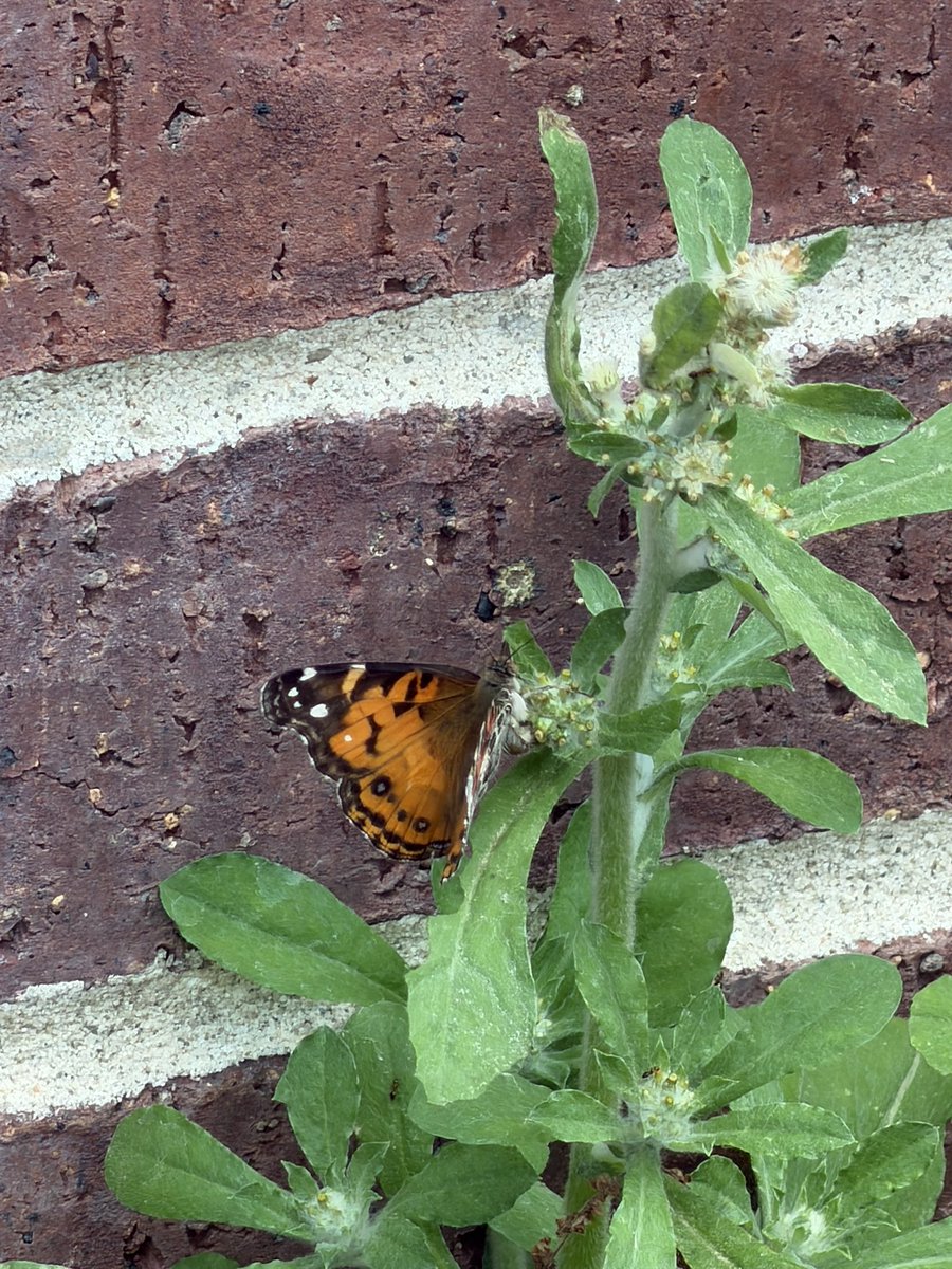 Celise Hamann tweet media