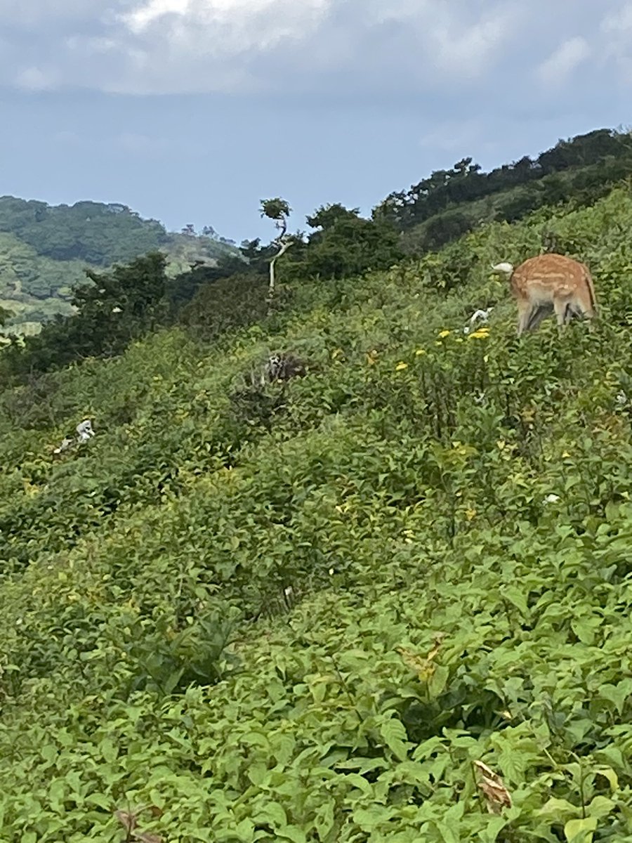 林檎猫 tweet media