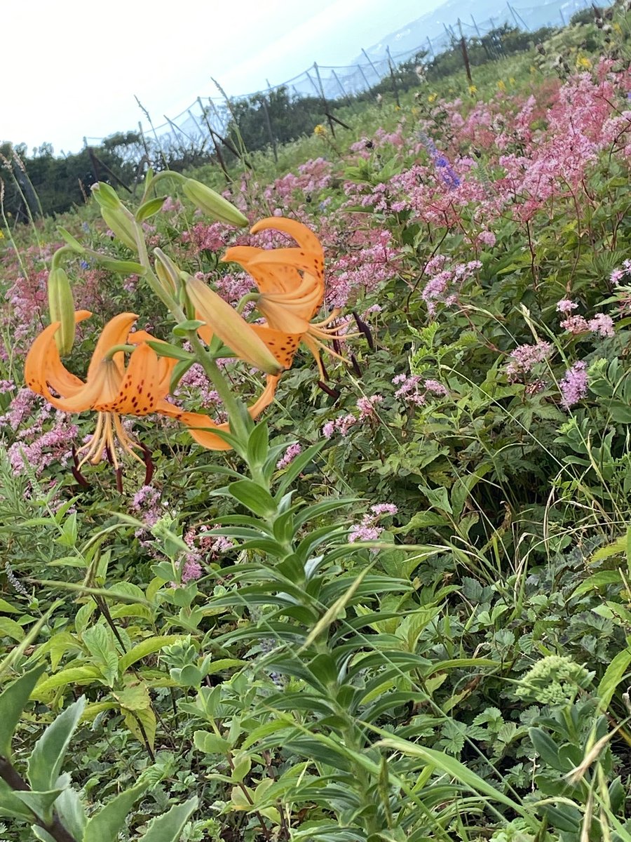 林檎猫 tweet media