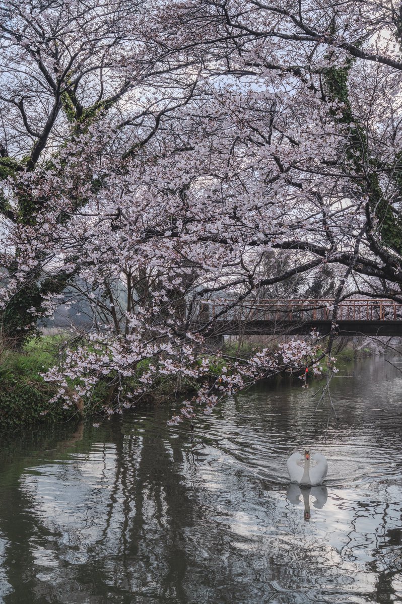 YOuSUKE_photo@NATURE4th 4/23-26 tweet media