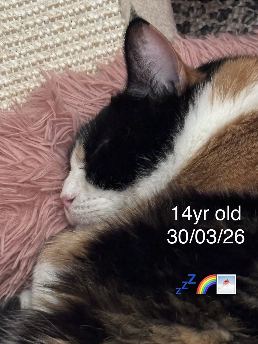 ProPhysicalmedia 🏴󠁧󠁢󠁷󠁬󠁳󠁿🏳️‍🌈🏳️‍⚧️🐇 tweet media