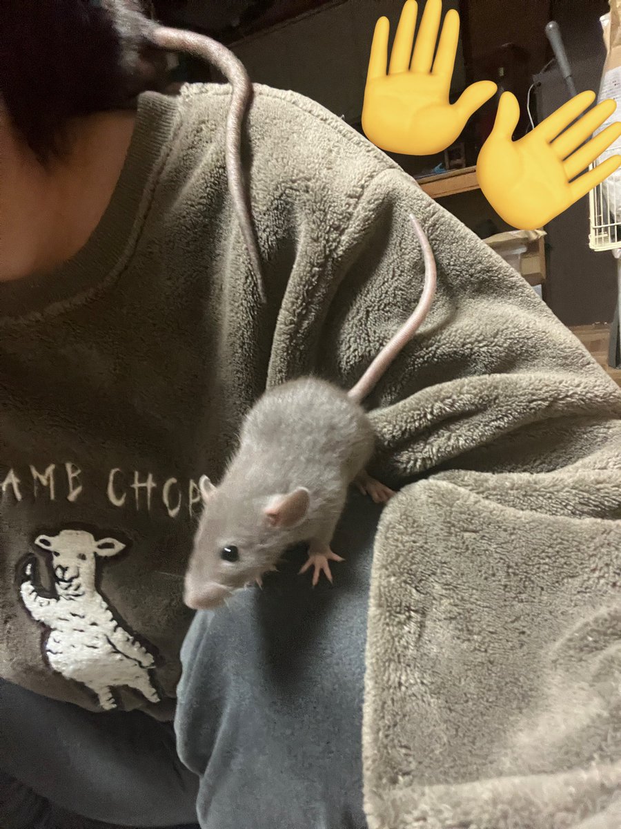 村上ラット🐀🐁 tweet media