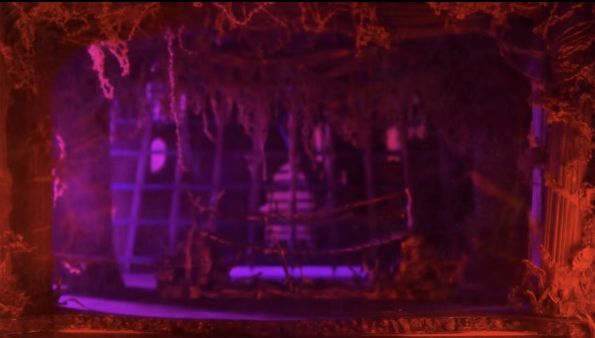 acervo shreck tweet media