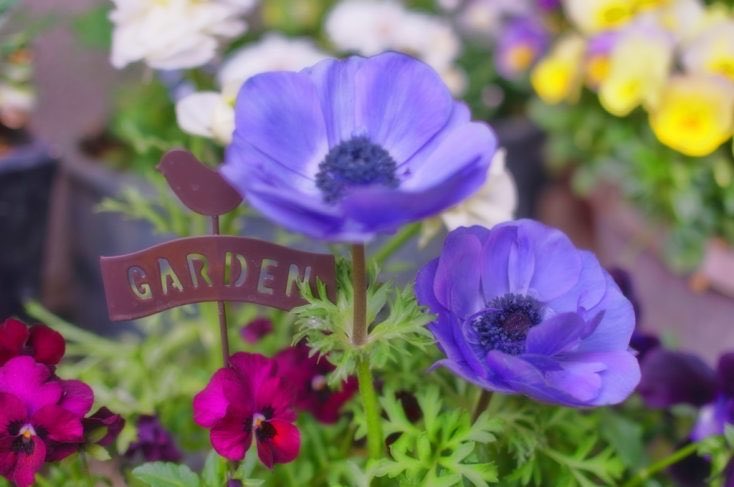 菊池純子 tweet media