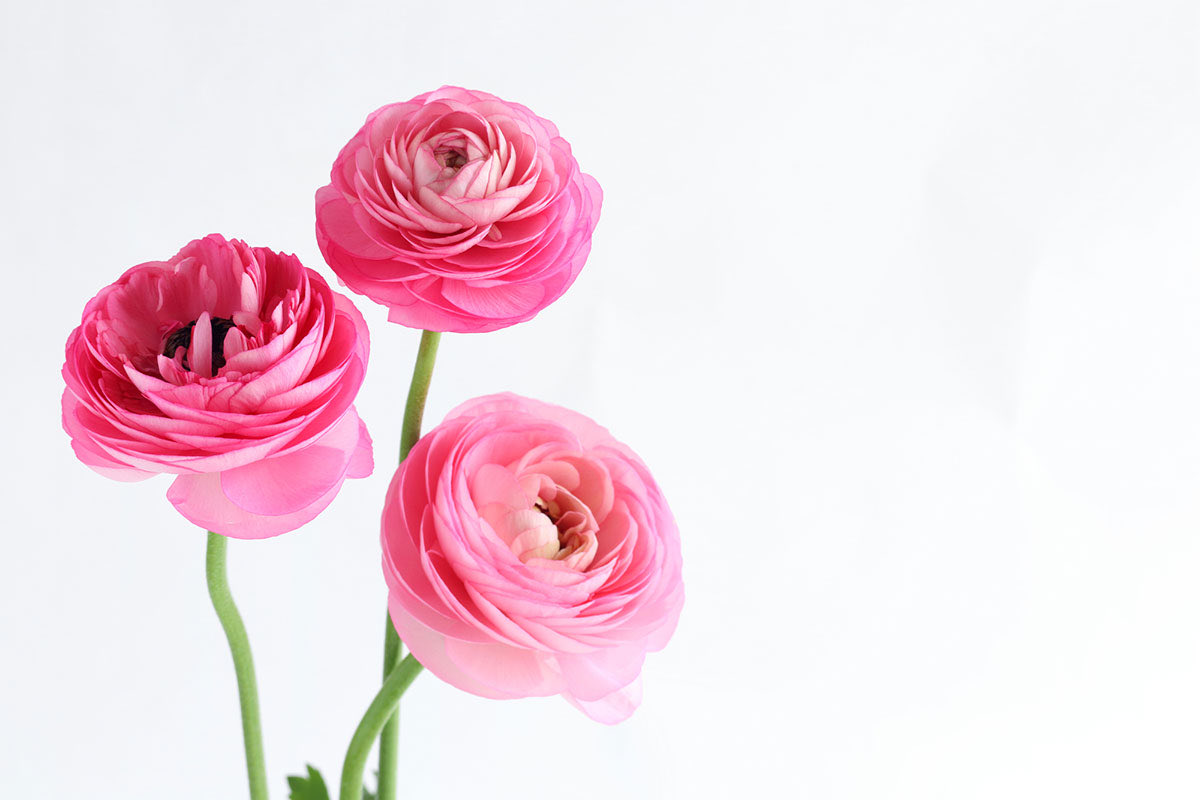 菊池純子 tweet media