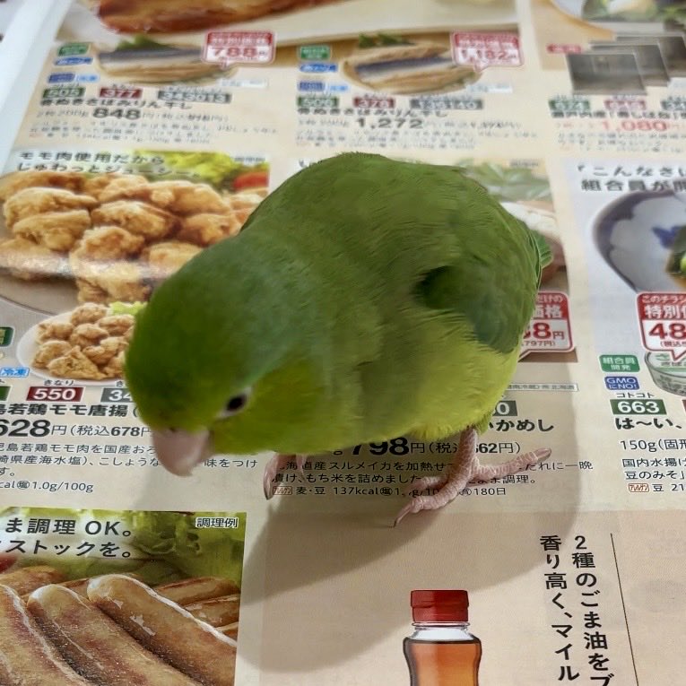 Pii！no tweet media