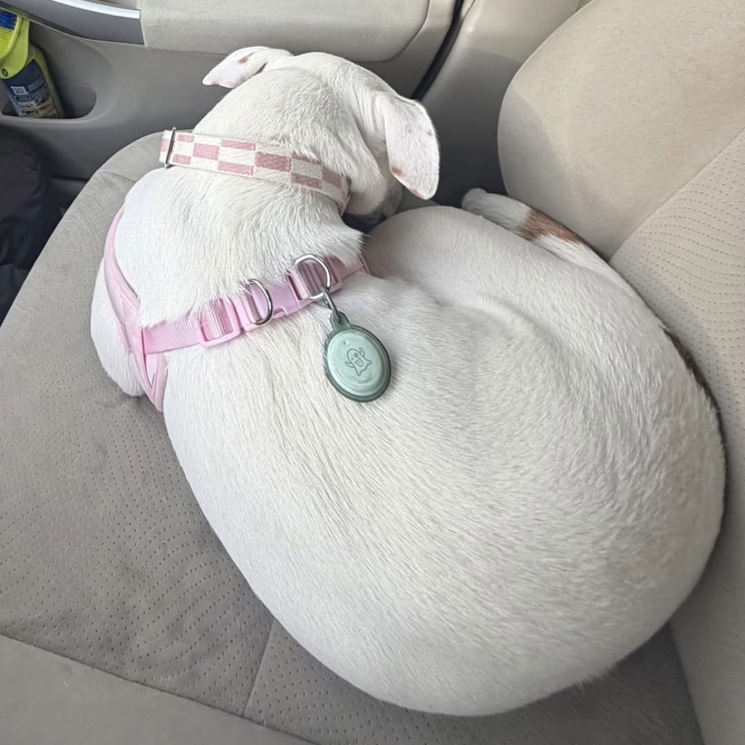 Rescue Dogs Rock, D.C. 🐾🐾🇺🇸 tweet media