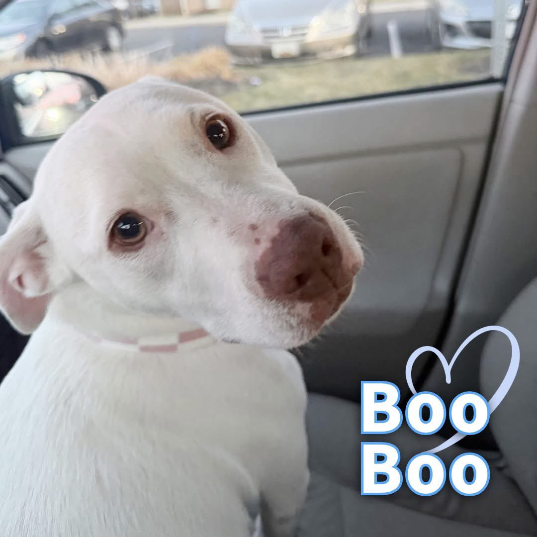 Rescue Dogs Rock, D.C. 🐾🐾🇺🇸 tweet media