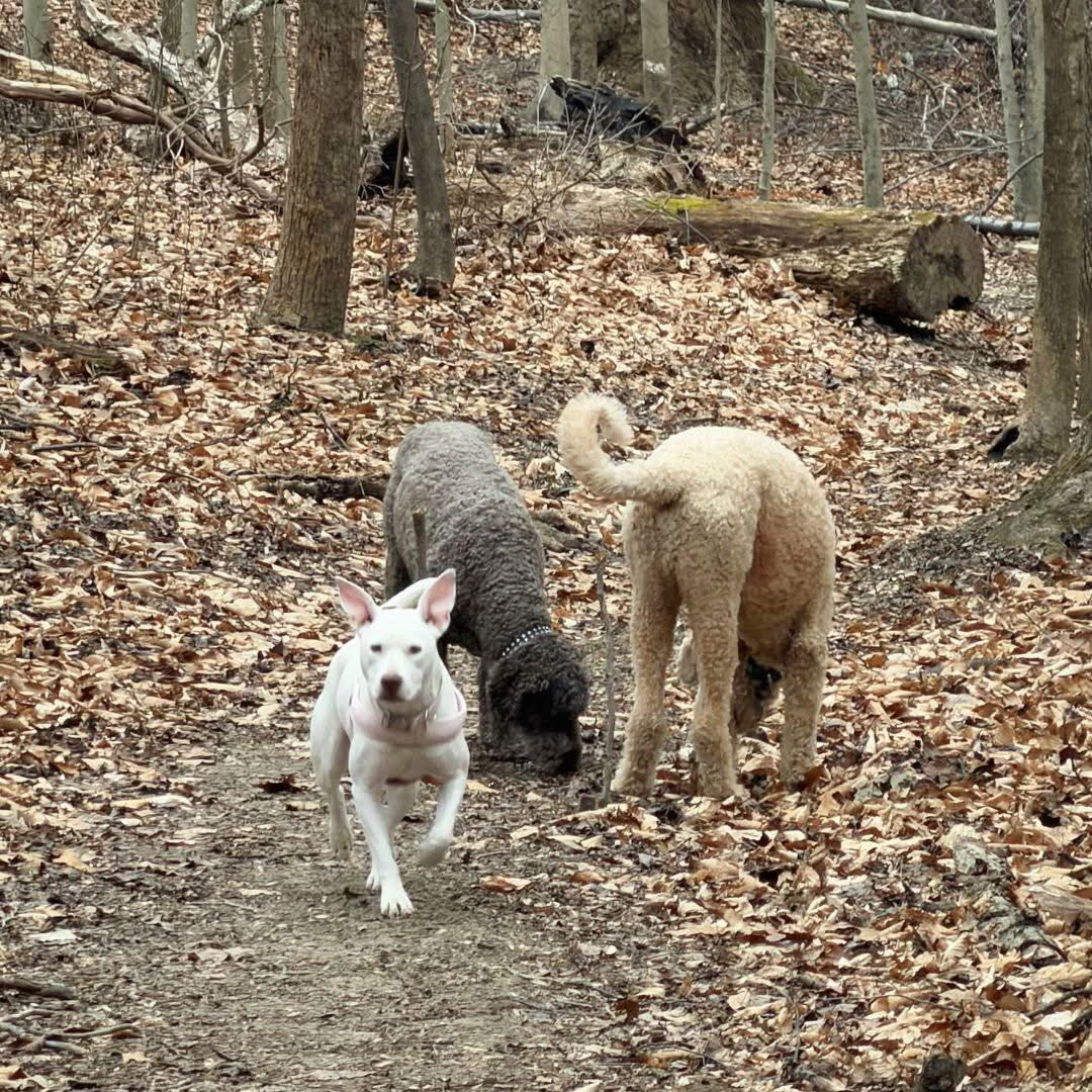 Rescue Dogs Rock, D.C. 🐾🐾🇺🇸 tweet media