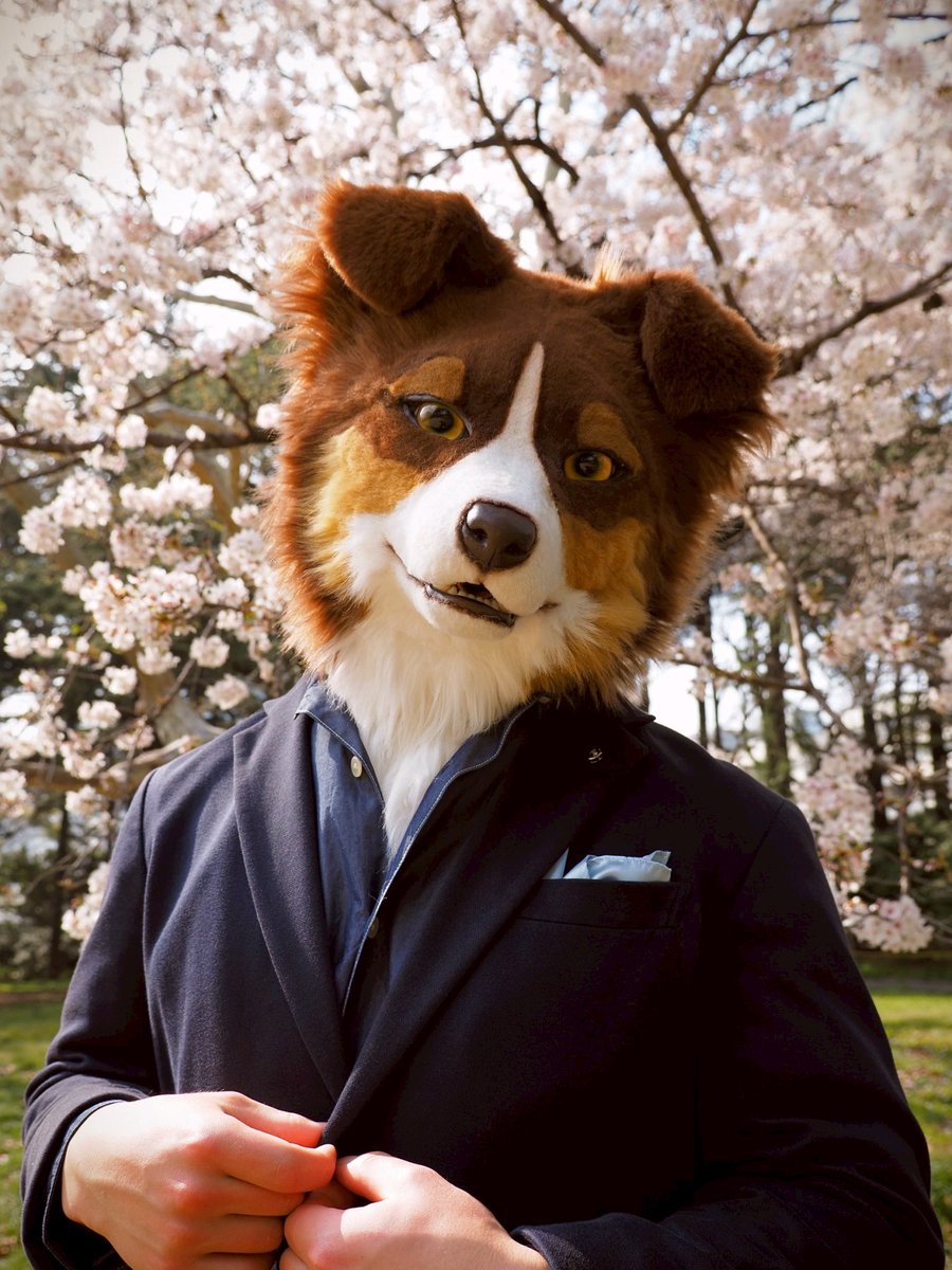 Hanami🌸

Photo by (<a href="/yultuku/">ユック</a> )

#shippocrafts 
#FursuitEveryday 
#Bill_CurtisMemory