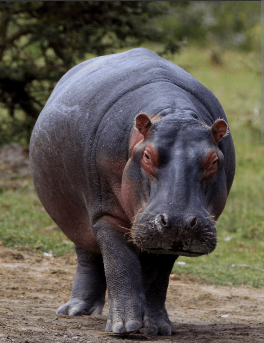 Drogba Mthimkhulu tweet media