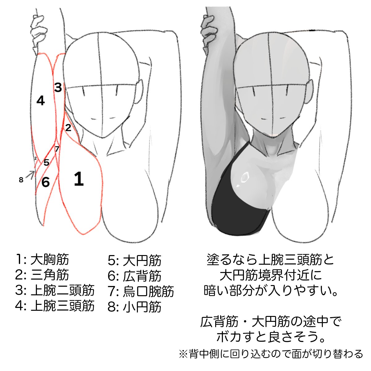 肩とわきの筋肉💪