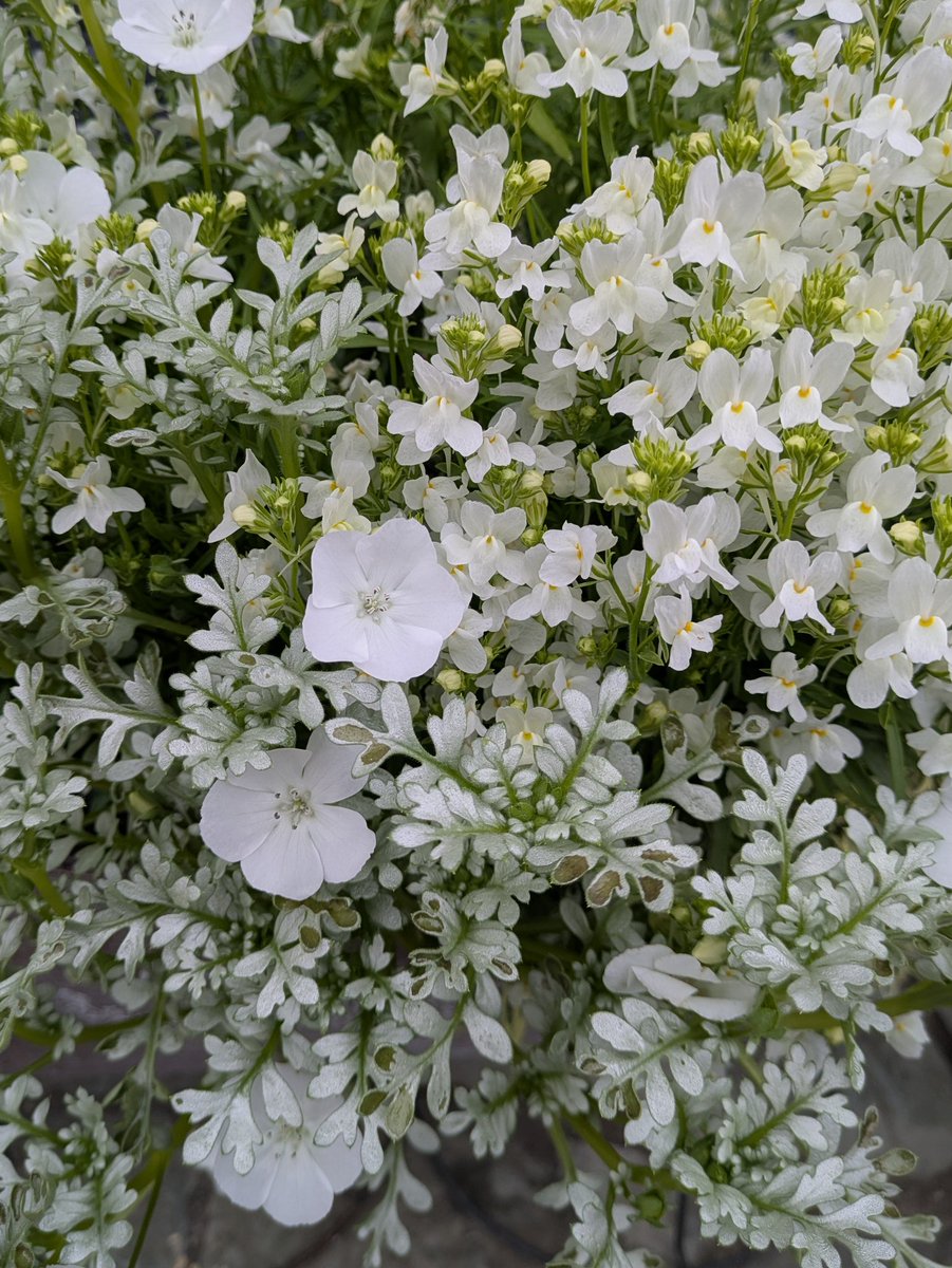 かむきち tweet media