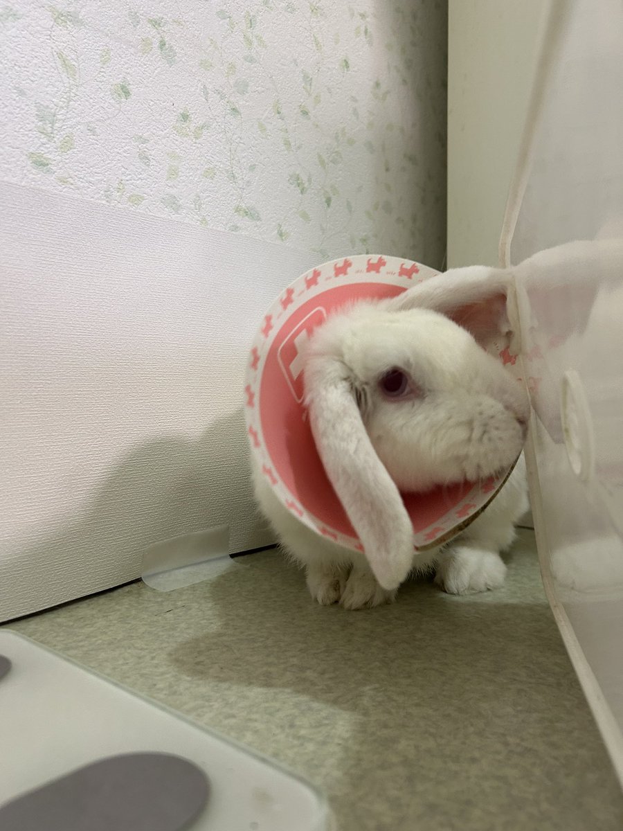 エイサップ鱸 tweet media