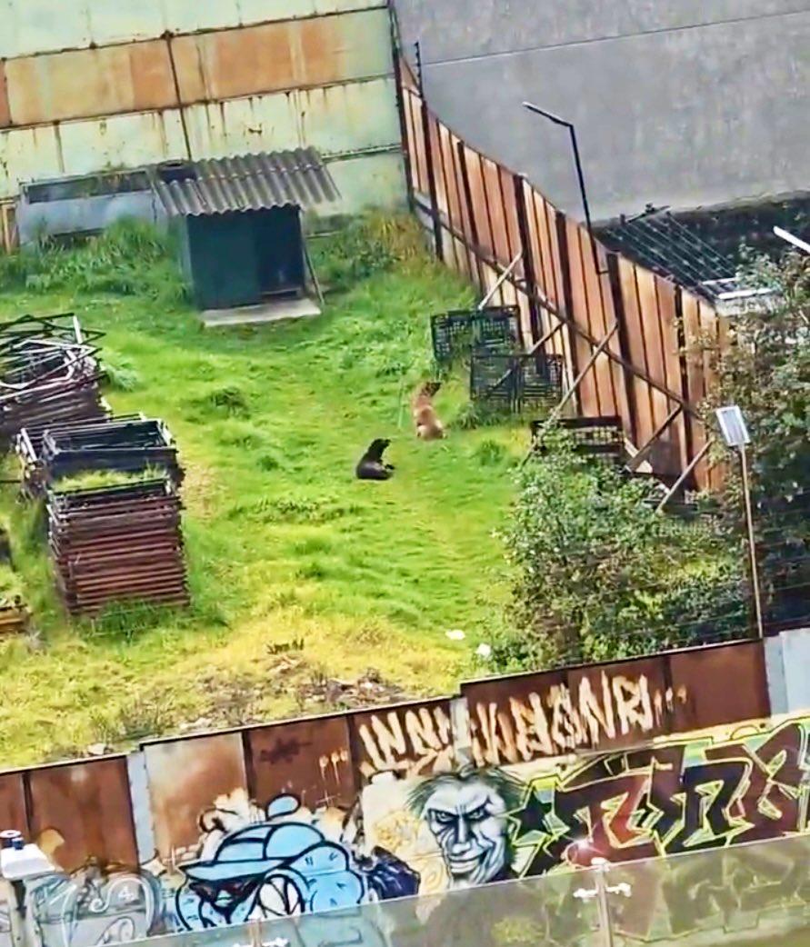 Protección Animal Bogotá tweet media