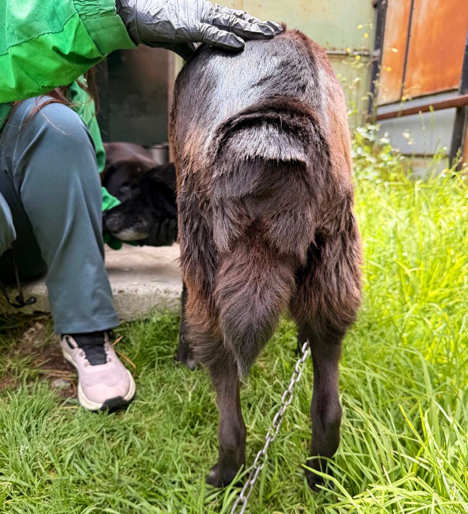 Protección Animal Bogotá tweet media