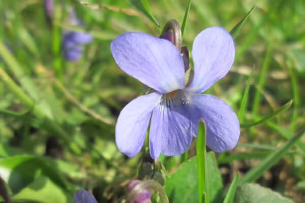 PYC JAPAN FAN TEAM tweet media