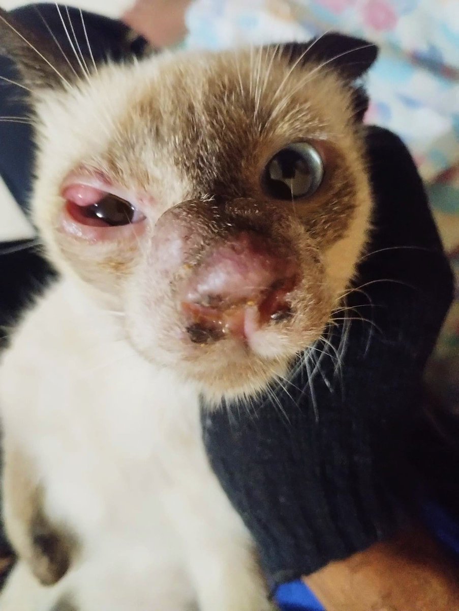 Patas Unidas SJC tweet media