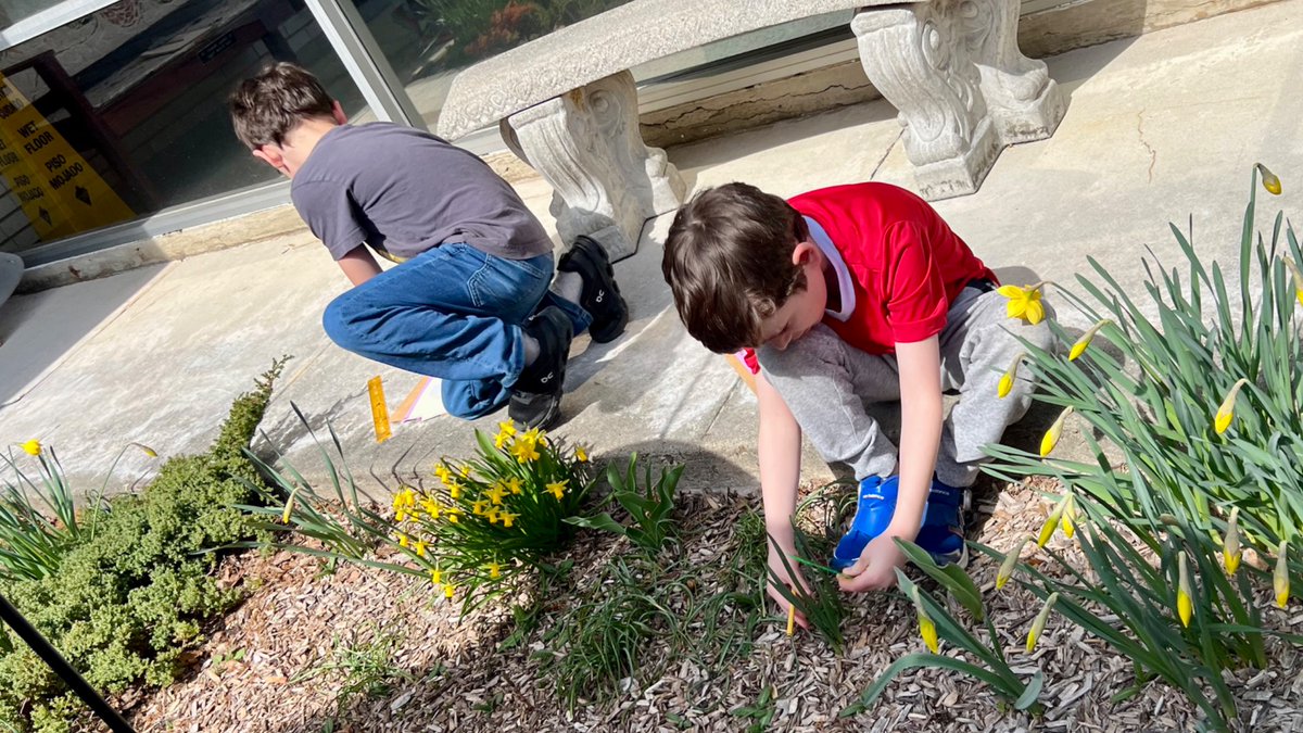 chappaqua_csd's tweet photo. ☀️ Ms. McCarthy’s 2nd graders took their measurement and data work into the Grafflin garden.

Students measured plants, flowers and other objects, recorded their findings and then created bar graphs and line plots to present their results.
#WeAreChappaqua @CoachSpillane https://t.co/w7t9YVwW4a