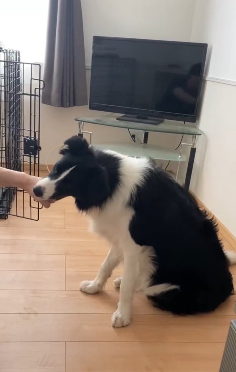 🫶🍑ロニ(ボーダーコリー)の日記 tweet media