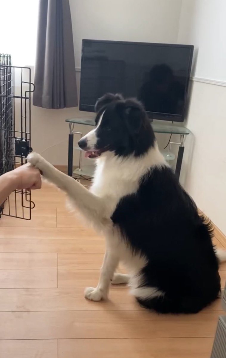 🫶🍑ロニ(ボーダーコリー)の日記 tweet media